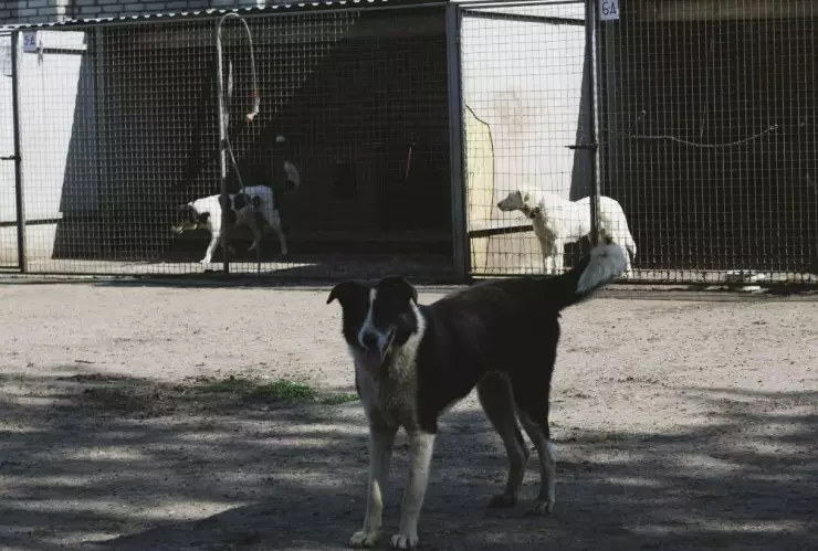 Ley maltrato animal en México