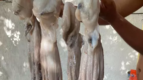 ¡OFICIAL! Extienden la temporada de captura de pulpo en Yucatán; esta es la nueva fecha.