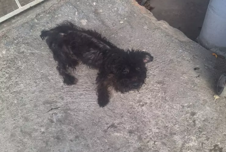Maltrato animal Así encontraron a cinco perritos en la colonia Las Huertas
