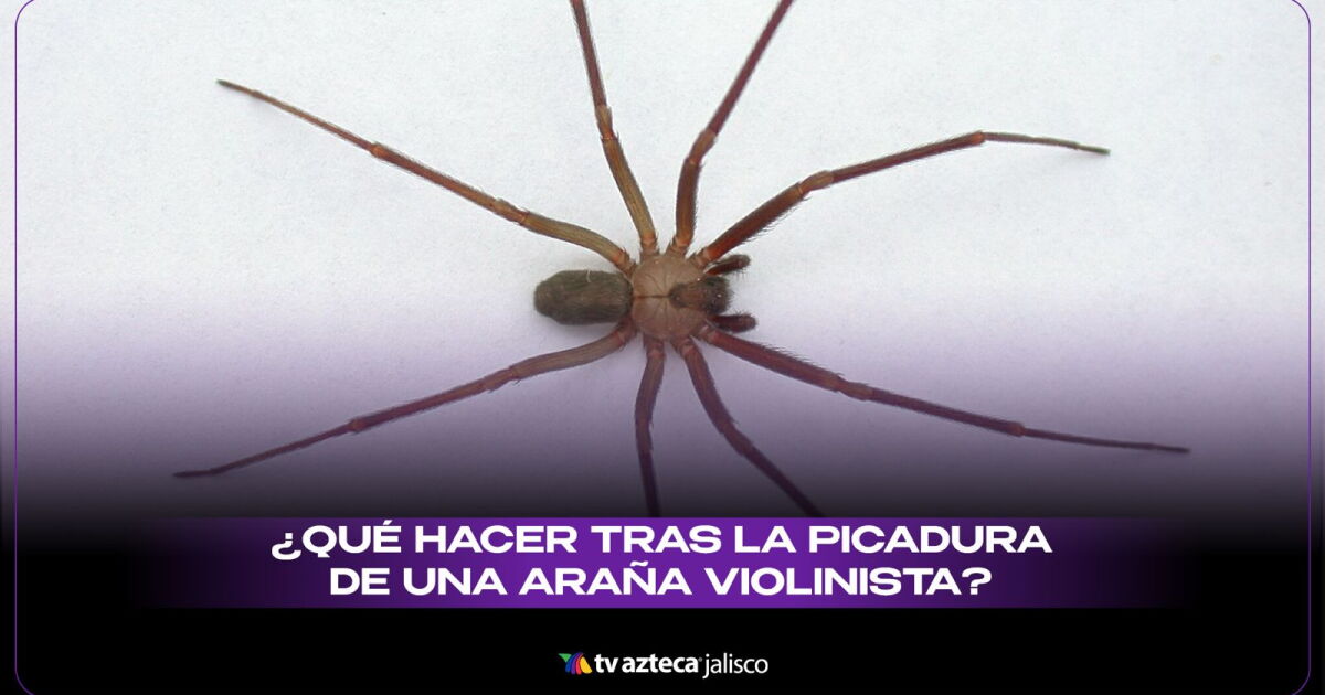 ¿Cómo puedo reconocer una picadura de araña violinista? síntomas y ...