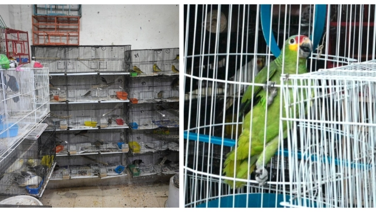 Caen venezolanos por narcomenudeo y tráfico de aves exótica en CDMX.jpg