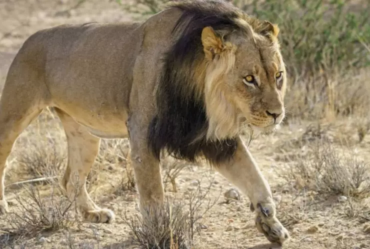 Hombre es devorado por leones.jpg