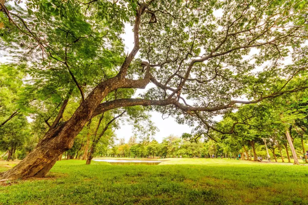 la naturaleza nos hace felices