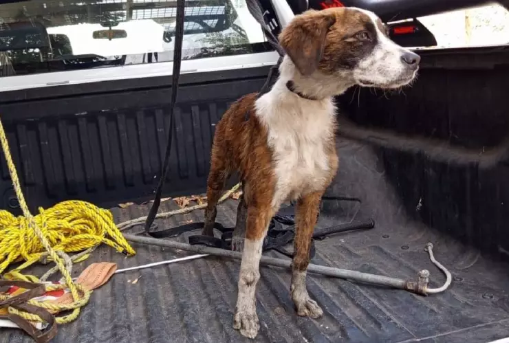 Rescatan cachorro Chilpancingo