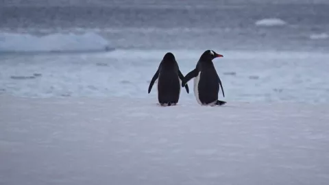 pingüinos machos huevo 1.jpg