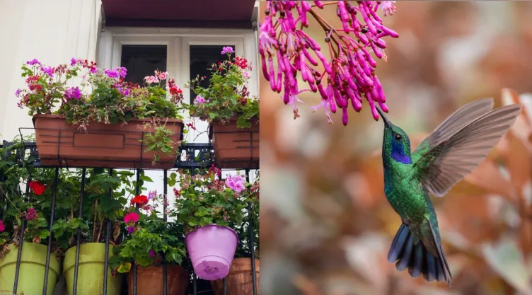 /estilo-de/el-secreto-para-convertir-tu-balcon-o-jardin-en-un-santuario-de-colibries