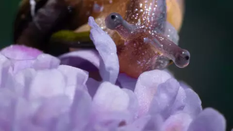La baba de caracol es un producto presente en diferentes cosméticos