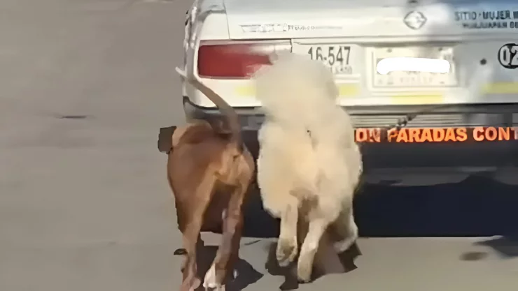 Maltrato animal en Oaxaca: taxista arrastra a dos perros por la calle