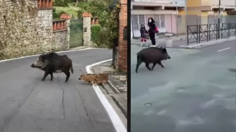 Jabalíes, mujer, supermercado.jpg