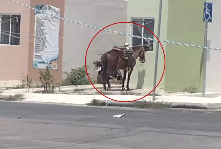 Exponen MALTRATO ANIMAL en Yucatán por caballo amarrado bajo los intensos rayos del Sol.