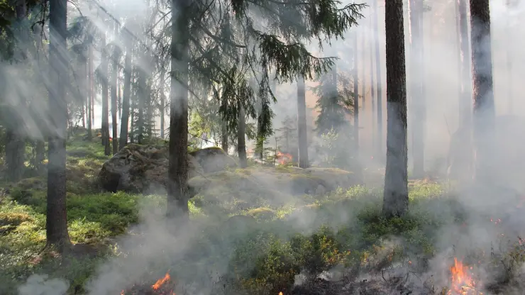 Los incendios son catalogados como uno de los desastres naturales con mayor riesgo en el mundo