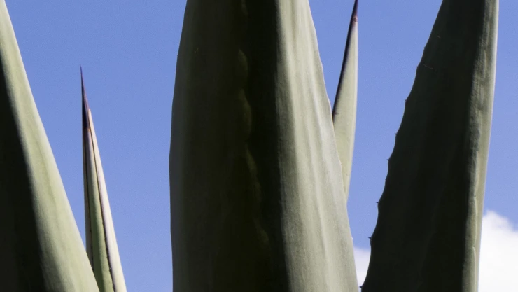 Maguey saludando al cielo