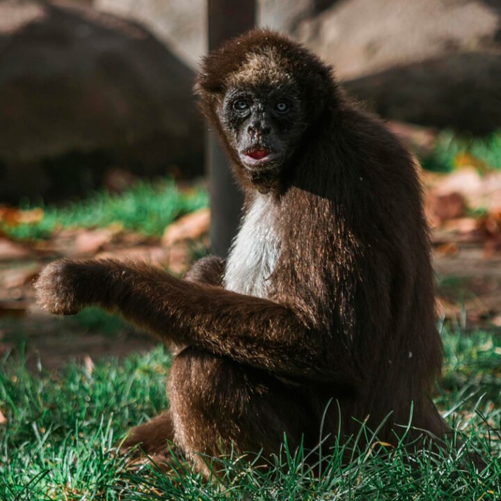Lugares donde se come carne de chango en México