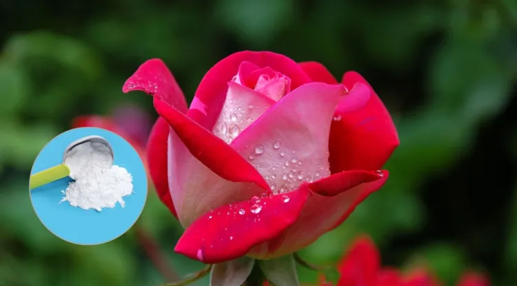 ¿Por qué agregar bicarbonato de sodio en las rosas de tu jardín? Conoce los beneficios