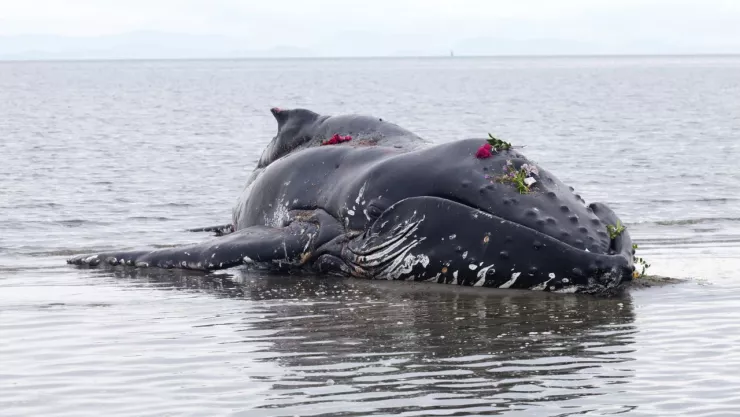 Ballena explota por gases acumulados