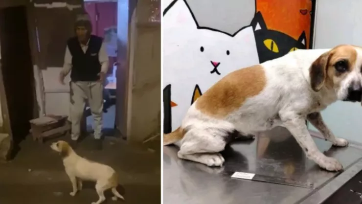 ¡VIDEO INDIGNANTE!: Así un anciano abusó de una perrita callejera; acusan maltrato animal