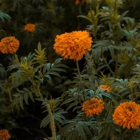 /estilo-de-vida/como-reciclar-flor-cempasuchil-cuando-pase-dia-muertos