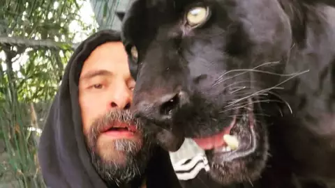 Se escapa la pantera del Babo