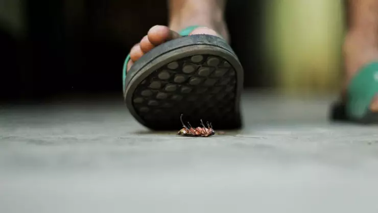 por este mootivo no debes pisar a las cucarachas