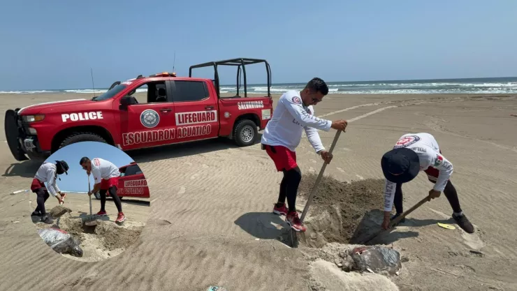 Animales muertos en la Isla de la Piedra, en Mazatlán.jpg