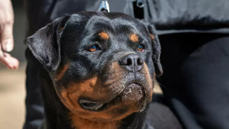 Niño de 2 años muere devorado por rottweilers mientras su cuidadora dormía.jpg