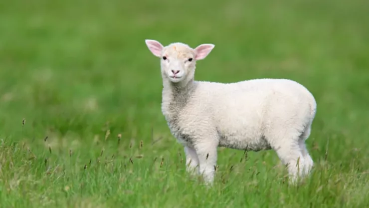 Virus_Lengua_Azul_mexico_2024