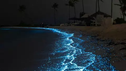¿Qué es la bioluminiscencia y cómo ocurre?
