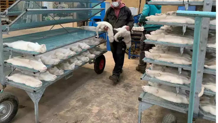 visones dinamarca covid-19.jpg