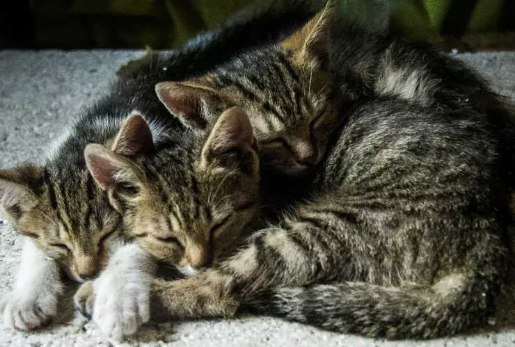 Día del Gato: Así puedes adoptar un gatito rescatado por la Policía CDMX