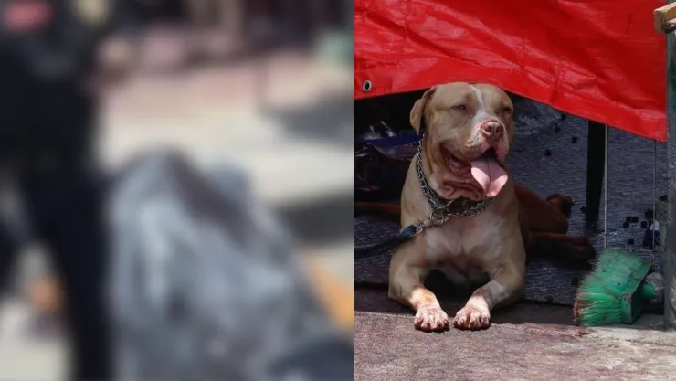 Perro pitbull ataca y mata a un hombre en Indios Verdes, Ciudad de México