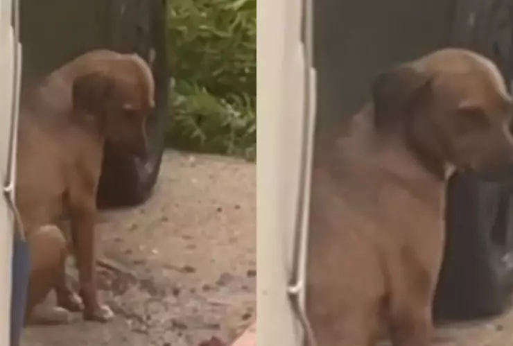 Perrito en la calle durante huracán Norma en La Paz