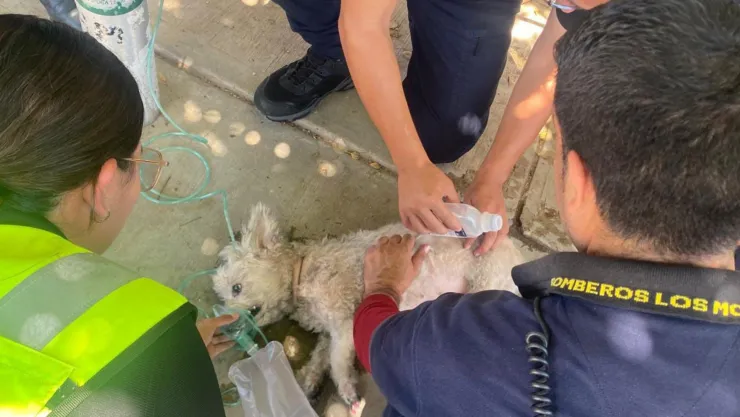 Rescatan a perrita tras incendio en el fraccionamiento Los Naranjos, en Ahome, Sinaloa..jpg