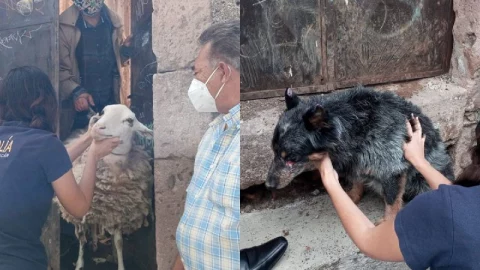 Rescatan a oveja y perrito en Michoac&aacute;n que eran maltratados