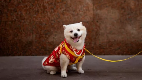 Un trato digno y respetoso para los perritos; el Congreso de la CDMX aprobó nueva modificación a la Ley de Protección de los Animales