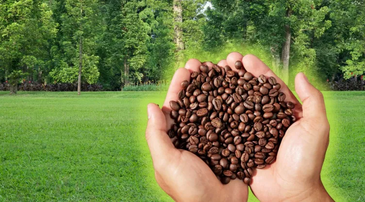 /estilo-de-vida/resto-del-cafe-molido-platano-fertilizante-plantas-fuertes
