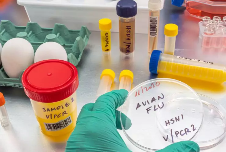 California emite alerta por gripe aviar