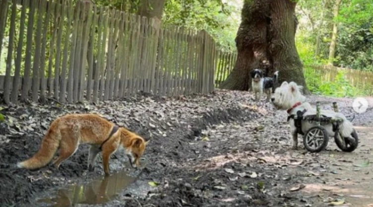perrito guia zorra.jpg