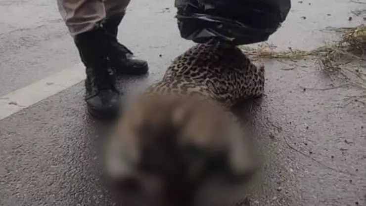 atropellan a ocelote carretera progreso