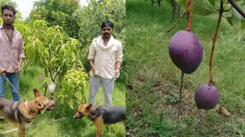 mangos caros del mundo