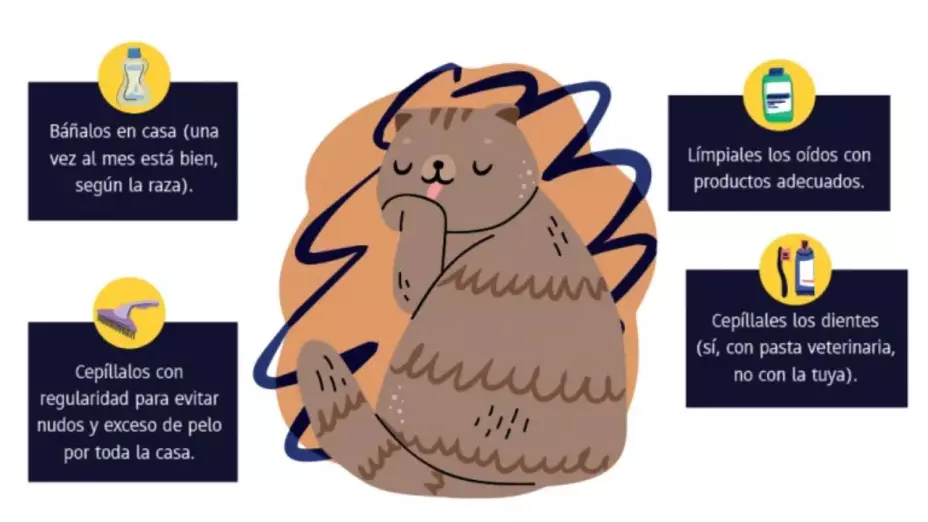 ¿Cuánto cuesta tener un perro o gasto en México en 2025?