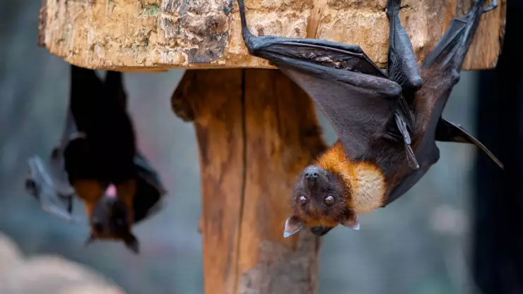 Santuario de Santa Eulalia
