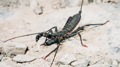Dónde hacen nido los vinagrillos, los escorpiones látigo que lanzan ácido