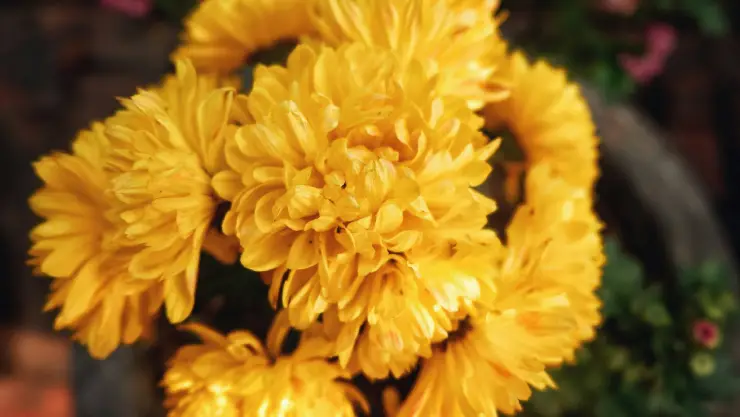 Flores amarillas_ 15 frases cortas para acompañarlas si las regalas o para mandar por WhatsApp y mensaje