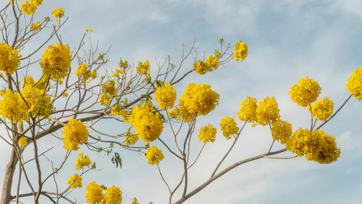 ¿Febrero loco? Este es el pronóstico del clima en Jalisco hoy domingo 2 de febrero de 2025