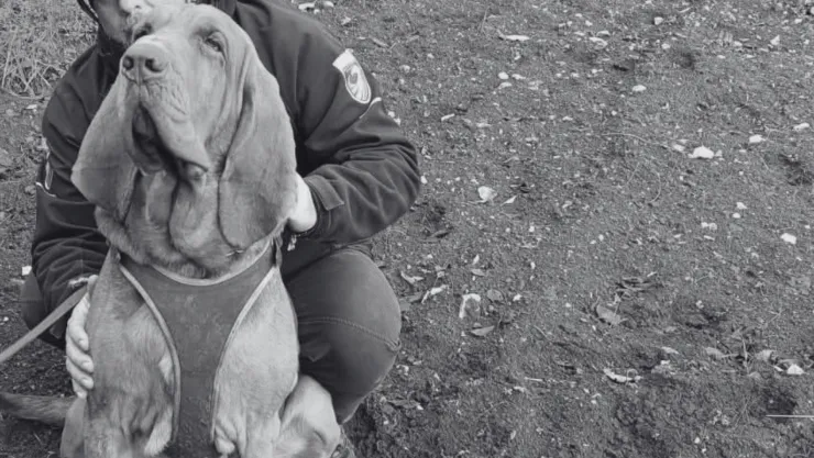 perro rescatista asesinado con salchichas