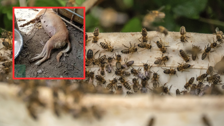 Ataque de abejas Tacotalpa Tabasco