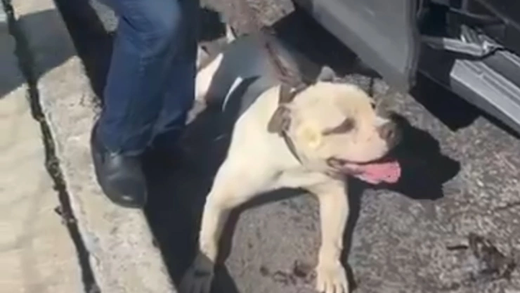 maltrato animal valle dorado puebla