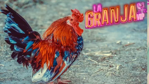 El Gallo Paul predice cuál será el granjero salvado por Eleazar Gómez en La Granja VIP.