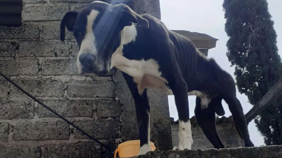 Reportan el abandono de una perrita en una azotea en Cuernavaca.