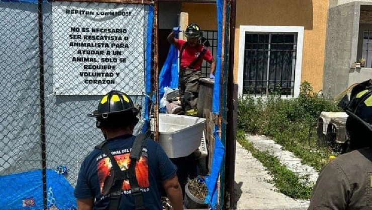 perros muertos cancún